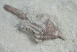 Macrocrinus Crinoid From Crawfordsville #8396-1